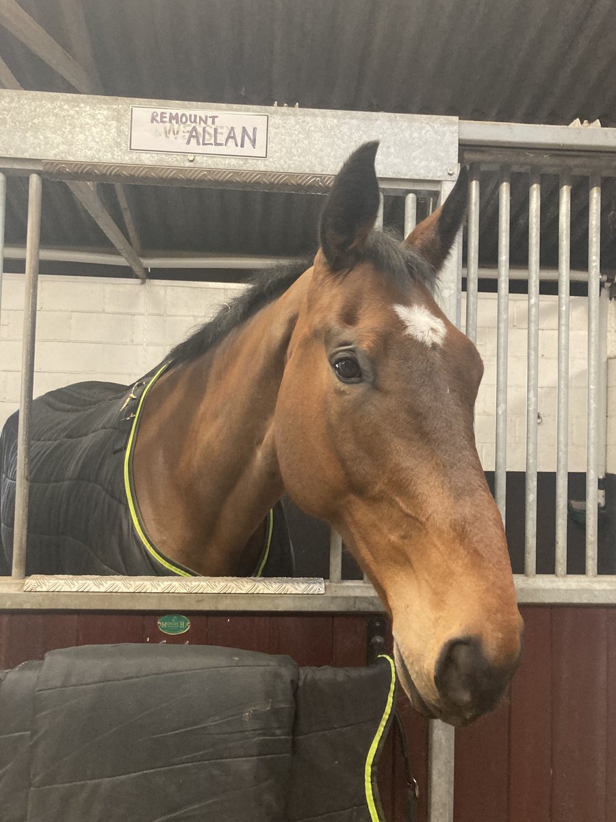 ASPoliceHorses's tweet photo. Allan is listening to the rain falling on the roof #nottodaythankyou https://t.co/brcTc1MrSU