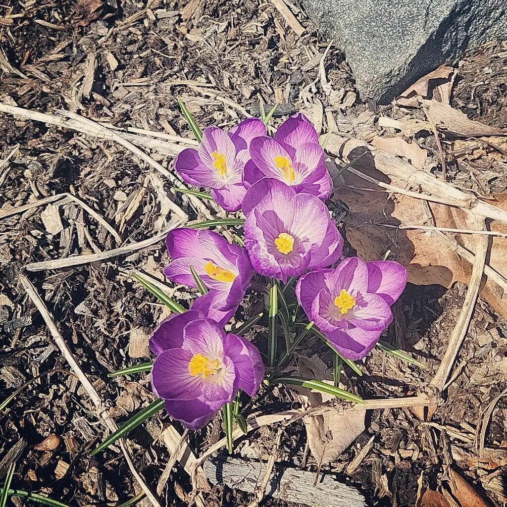 Two views two days apart.
.
To every thing there is a season, and a time to every purpose under the heaven:
Ecclesiastes 3:1 
.
#crocus #purplecrocus #springflowers #ilovepennsylvania instagr.am/p/CbKnZrHONAm/