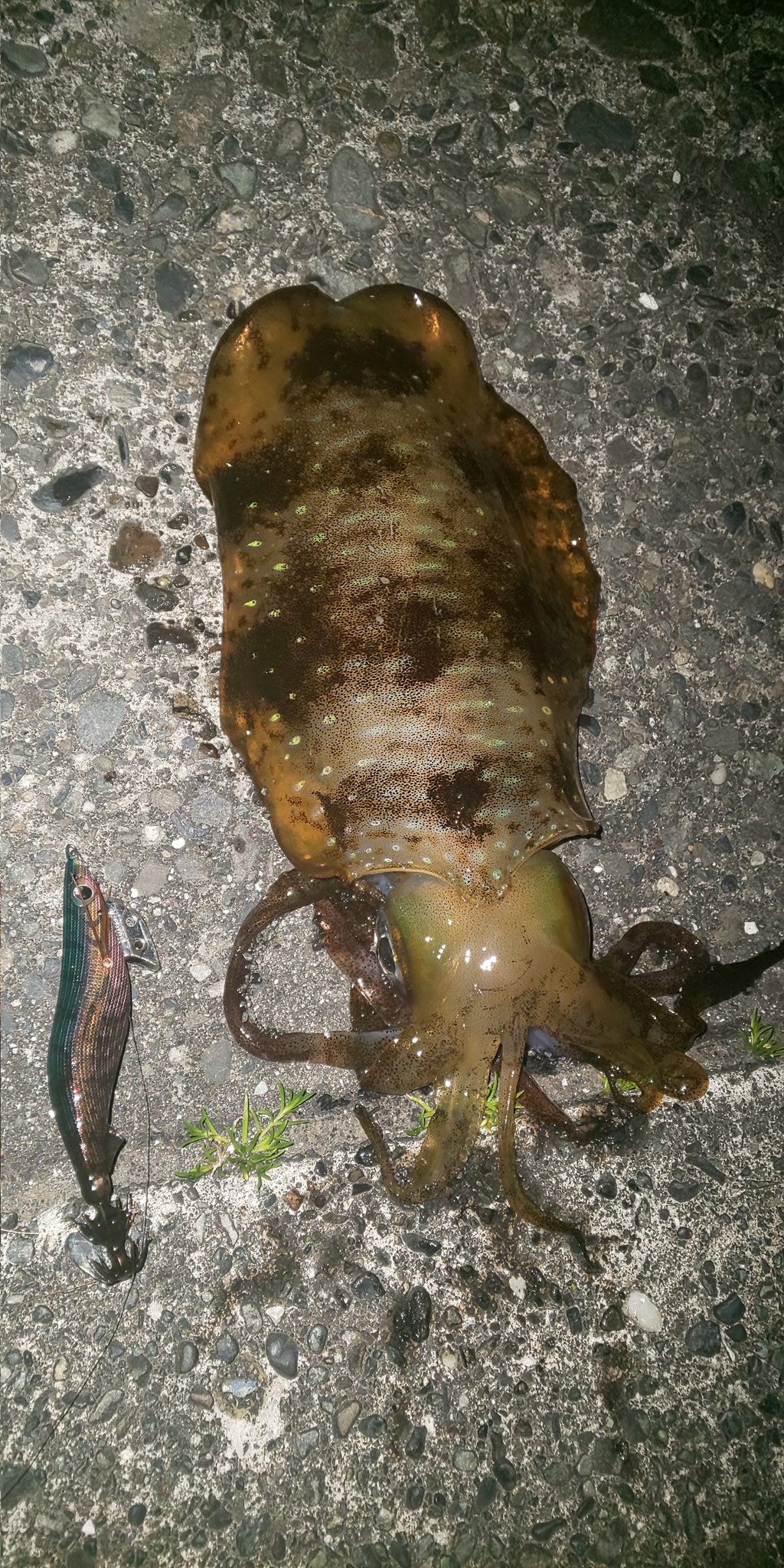 Panzer Kodaka 来たよ 困った時の赤テープ 軍艦グリーンホント強いけど 結構売り切れなんだよね エギング Lovelive 沼津 釣り 海釣り エギ王 アオリイカ T Co Lmbtjxltgn Twitter