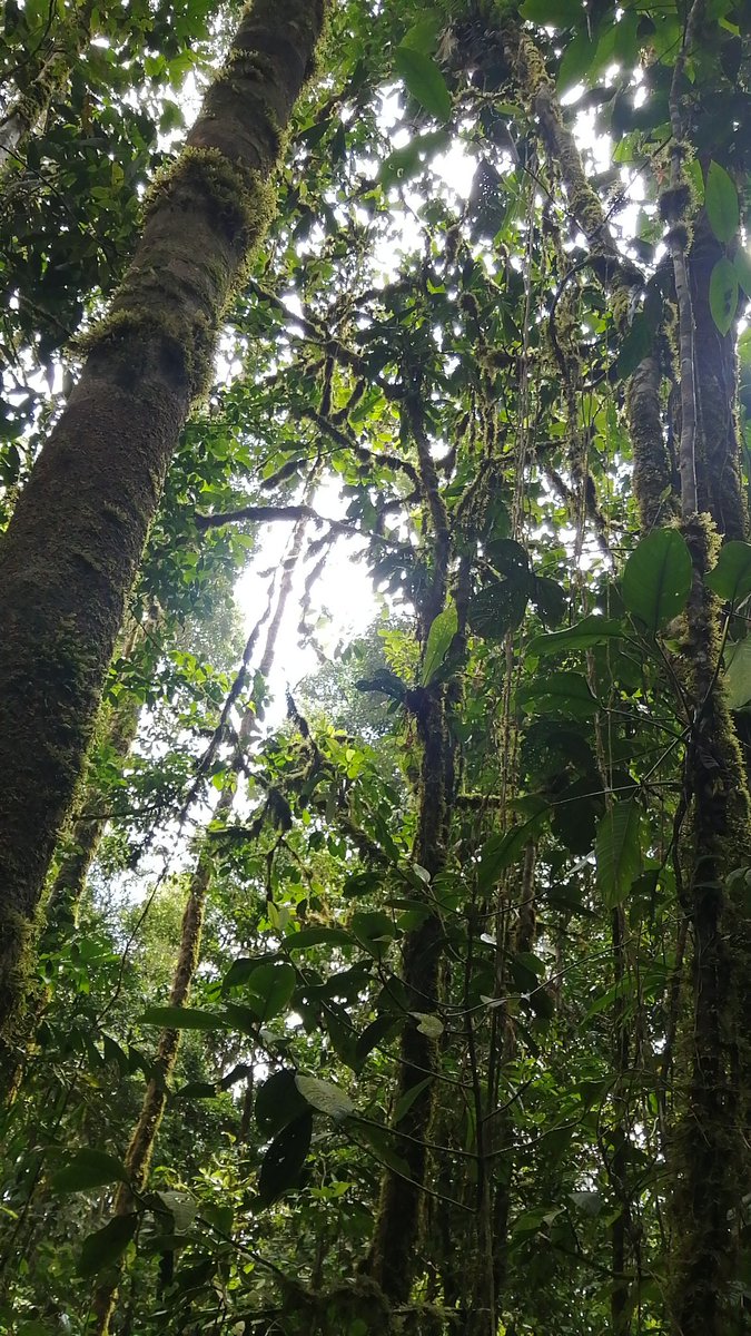 Mauricio Ortega tweet media