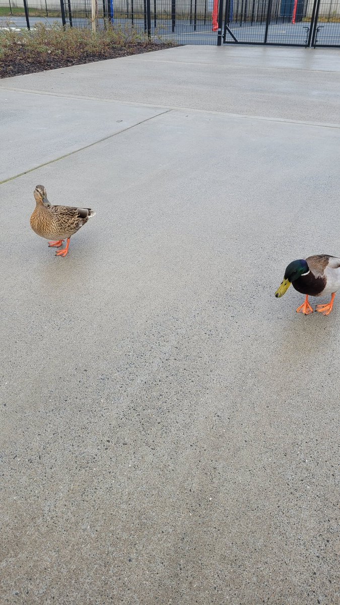 Two visitors to <a href="/CitywestETNS/">Citywest ETNS</a> this morning!
