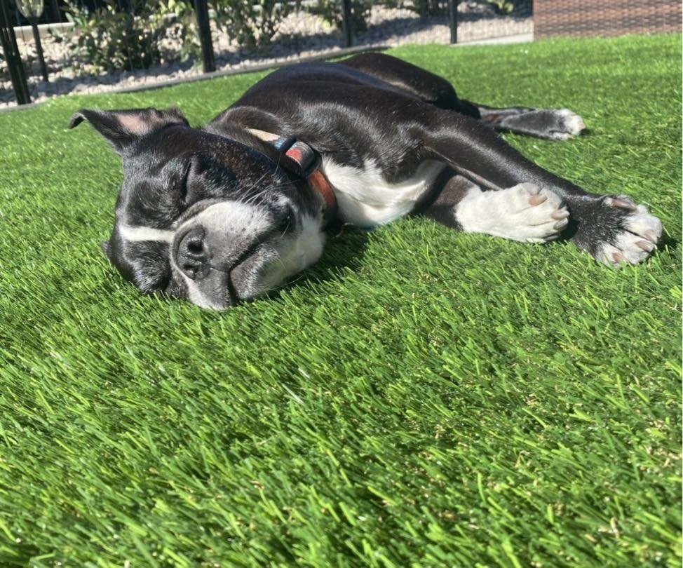 Malibu Dream is the most luxurious and softest turf that we have to offer. The optimum flow backing is perfect for pets and general clean up, since it drains 8x faster.
*16 Year Warranty
*Drains 8X faster
*Free onsite estimate
#turf #artificialgrass #fakegrass #Sacramento https://t.co/DIGKH0iVzY