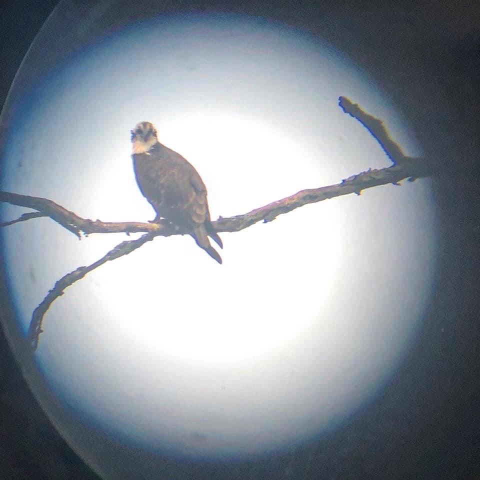 Janeite1775's tweet photo. While y’all are out taking pictures of the stuck #EverForward, keep an eye out for Ospreys! They are on their migration from South America. Some have already made it to the Chesapeake Bay for nesting season, others are just passing through headed northward. #chesapeakebay https://t.co/vl4iJoO4Pd