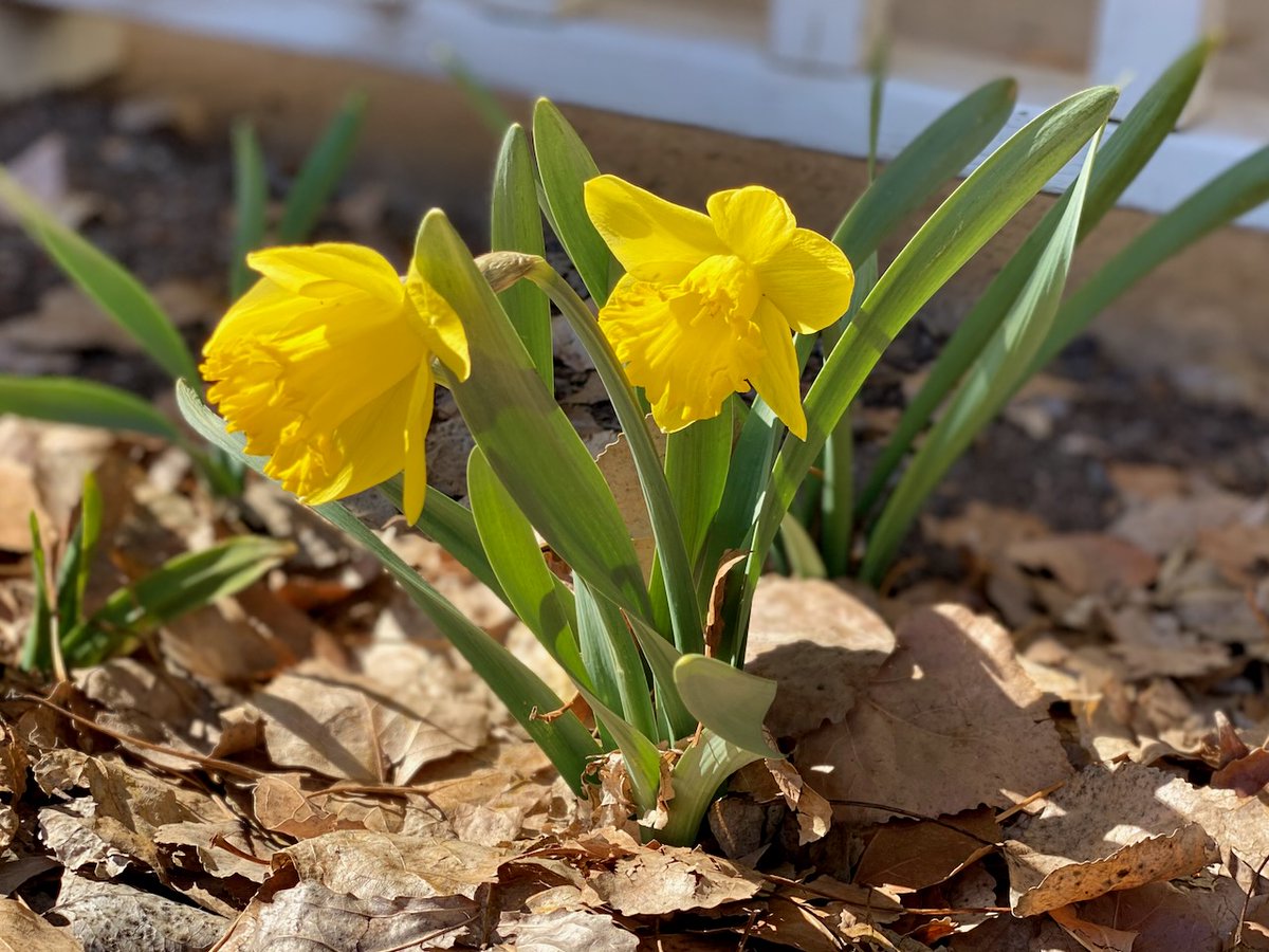 susanjtweit's tweet photo. damn the calendar
daffodils declare spring
right now
I’m dedicating these sunshine-bright blooms to the people of #Ukraine. May you emerge free and rebuild your peaceful country.
#haiku #daffodils #springsigns #westslopebestslope #Colorado https://t.co/wY5feoc11m