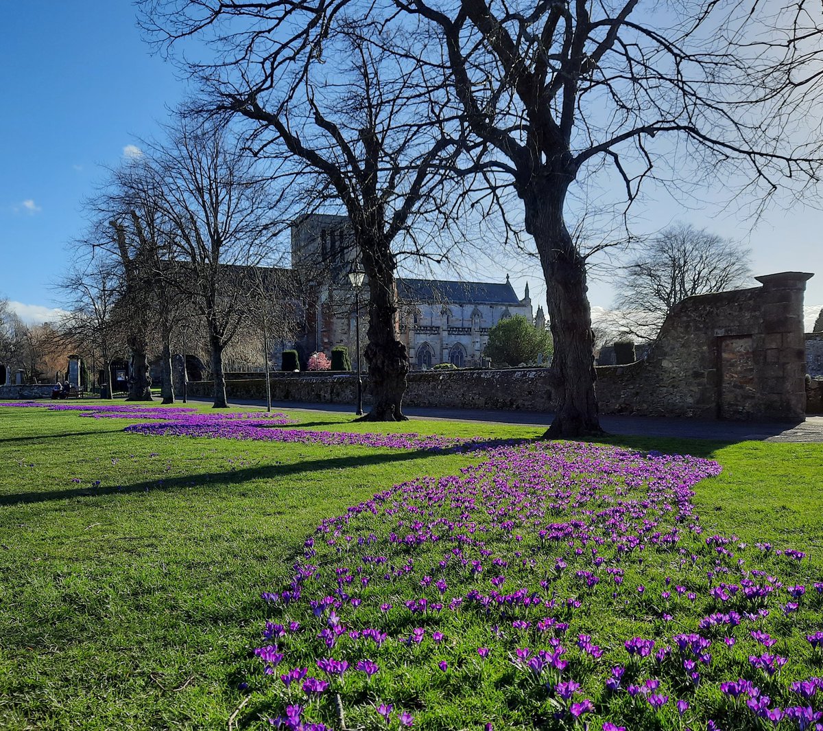 ianebbage1's tweet photo. A swirl of crocuses in front of St Mary's #Haddington #EastLothian #SpringInChurches #AnimalsInChurches https://t.co/xd5g8oHsSJ