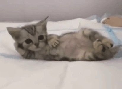 สุดหล่อบ้านมีแมวรึยาง