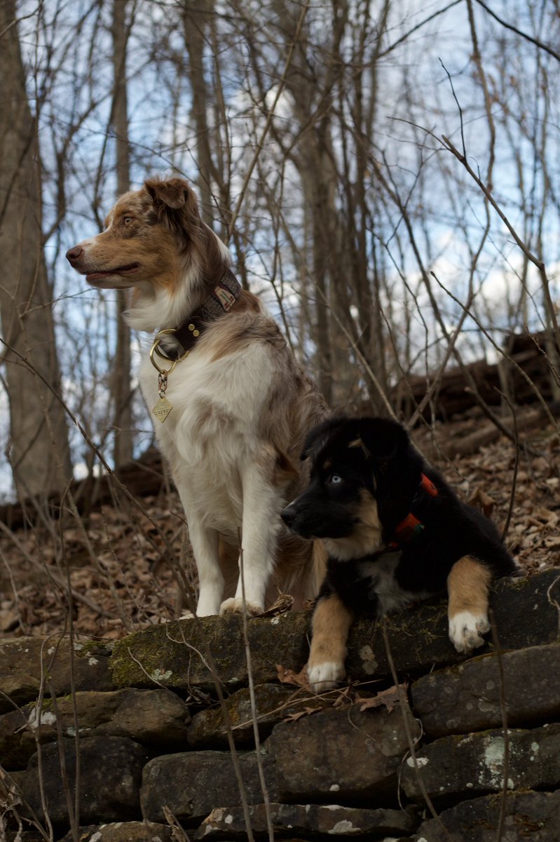 I still don’t know what I’m doing with my presets and now I’m considering changing our instagram handle, ya’ll I’m all over the place. SO here is this pictures I’ll share it to you guys first 😏 This is 100% unedited. 

#dogsoftwitter #twitterdogcommunity #dogphotography