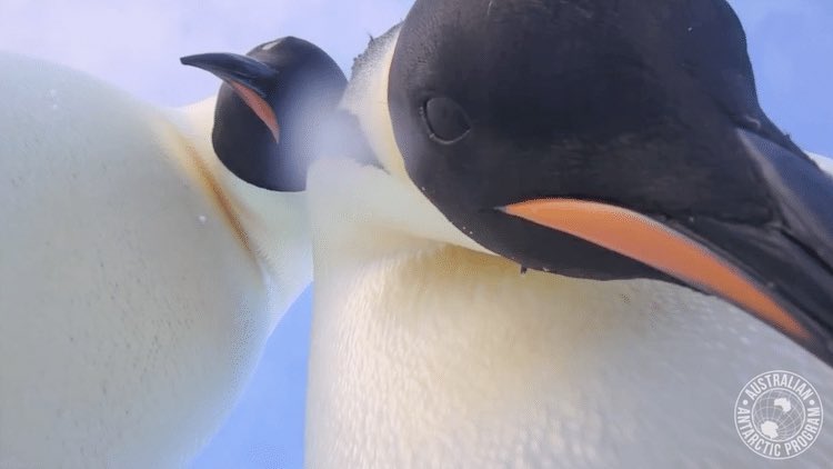 DailyPengus's tweet photo. *You got games on your phone?* https://t.co/IU8CnPoKiv