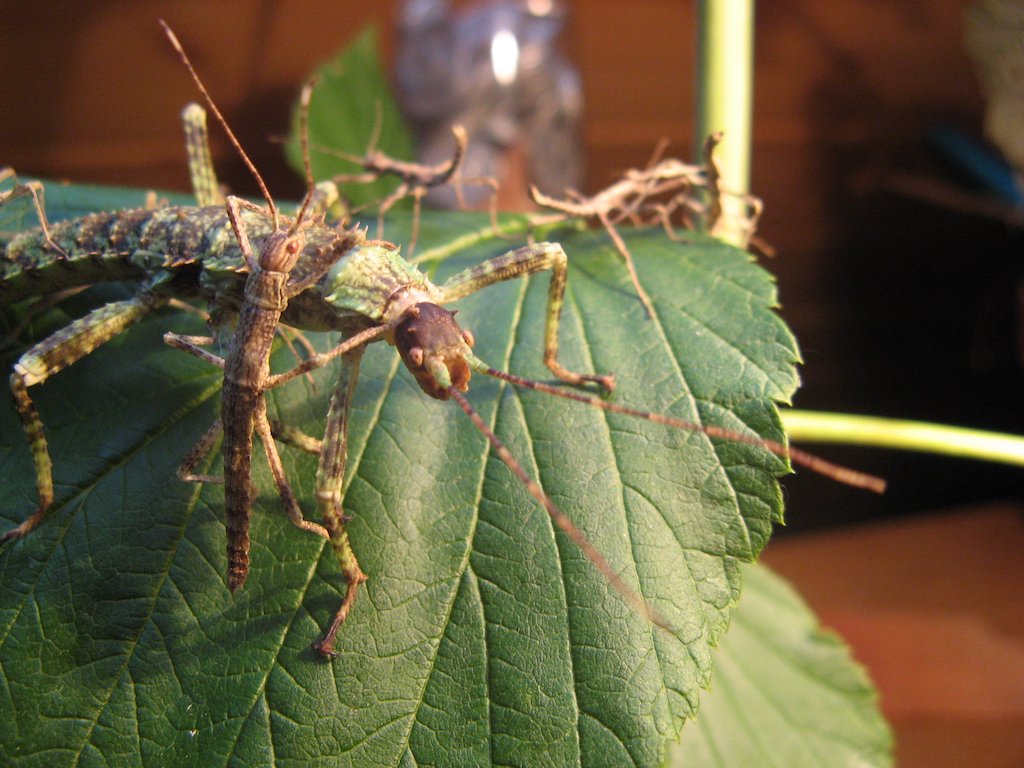It's #BritishScienceWeek and our theme this week is 'Growth'. 🦗

One of our teachers have brought in a mother stick insect and her babies for us to learn about together! What do you think we can learn from these fascinating specimens?

#Biology #BirminghamSchools