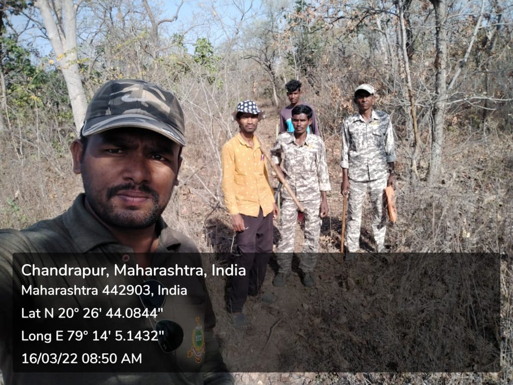 All India Tiger Estimation 2022 exercise at #tadoba This most extensive nationwide survey of tiger habitats across the country depends on the shoulders of these brave #frontlinestaff #tiger #wildlife #conservation