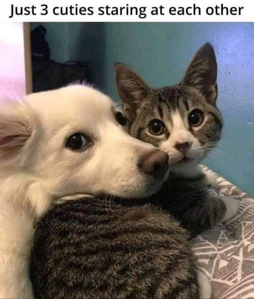 WholesomeMemes (@wholesomememe) on Twitter photo 