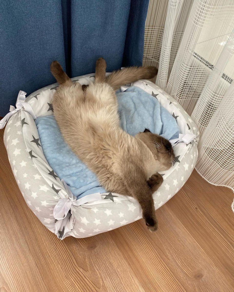 Favorite time of the day.😴😻

#repost @lit_lovelybabycatss

#rockysuperdog #rockysuperdogadventures #rocky  #dogs #pets #Rockycares #Rockyknowsbest  #goodtoknow #paw #pawsome #instacats #catloversclub #ilovemycat #coolcat #instacat #kitten #meow #instakitty #catsofig #meow