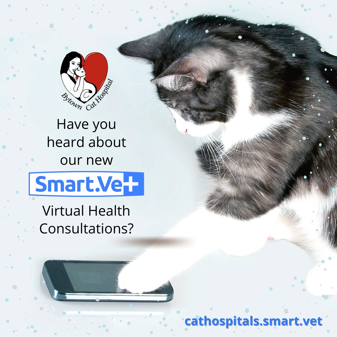 TheCatHospitals's tweet photo. BYTOWN CAT HOSPITAL BREAKING MEWS! We are pleased to offer #SmartVet virtual health consultations! Have a one-on-one, 20-minute video or phone consult with your veterinarian. All you need is your computer, phone or tablet & your #cat! Register for free https://t.co/VDtKmjsGMd https://t.co/yfx2izKSsF