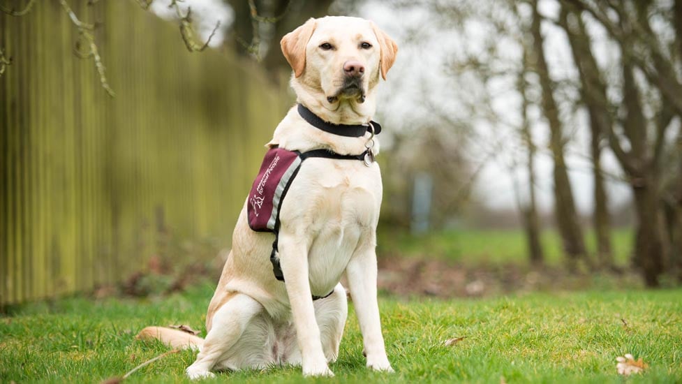 BowjangleDogs's tweet photo. Hearing Dogs for Deaf People, how to apply for a hearing dog.  What an amazing charity! @HearingDogs 
https://t.co/20mxudKMwL
#bowjangle #hearingdog  #deafcommunity #hearingloss #hearinglossawareness #therapydog #community #communitysupport https://t.co/BjJ4gfy6lw