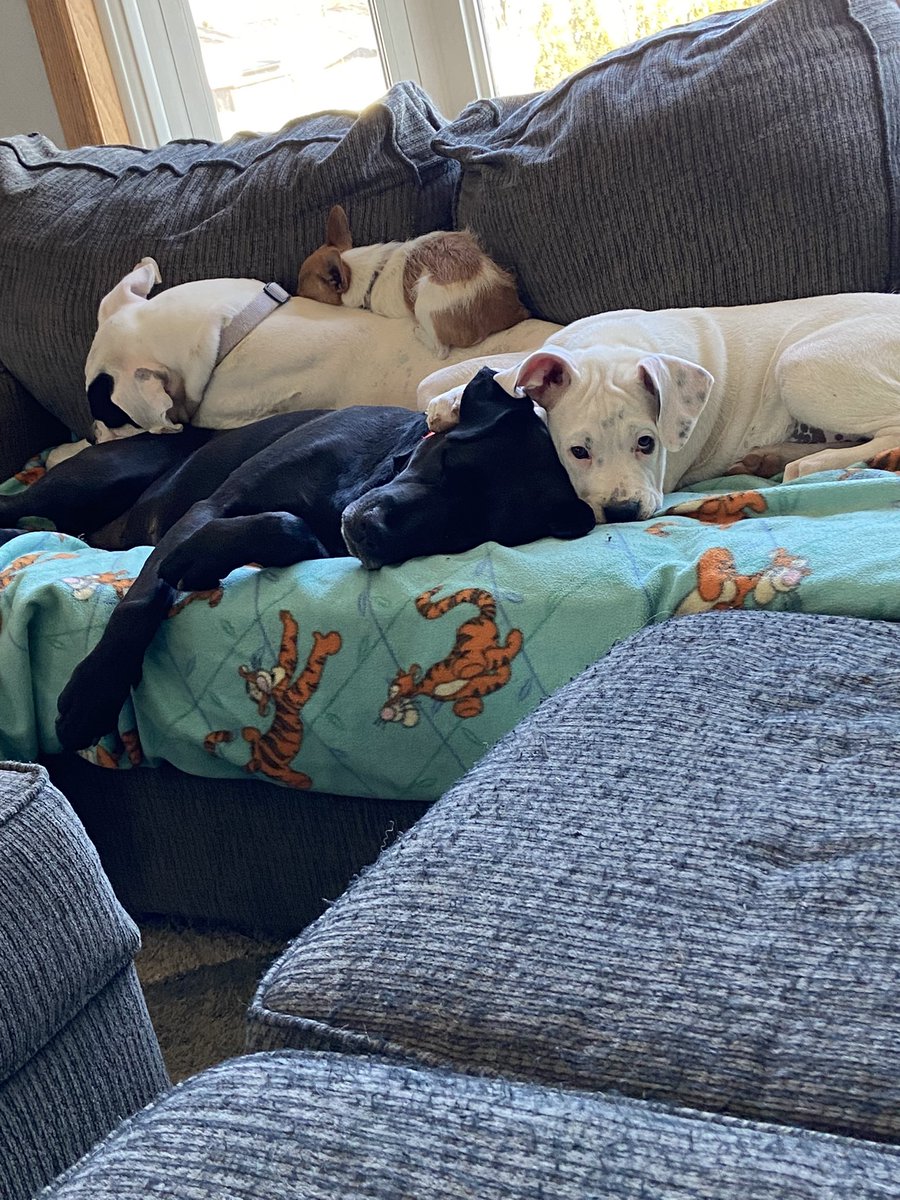 Cutest dog pile I’ve ever seen