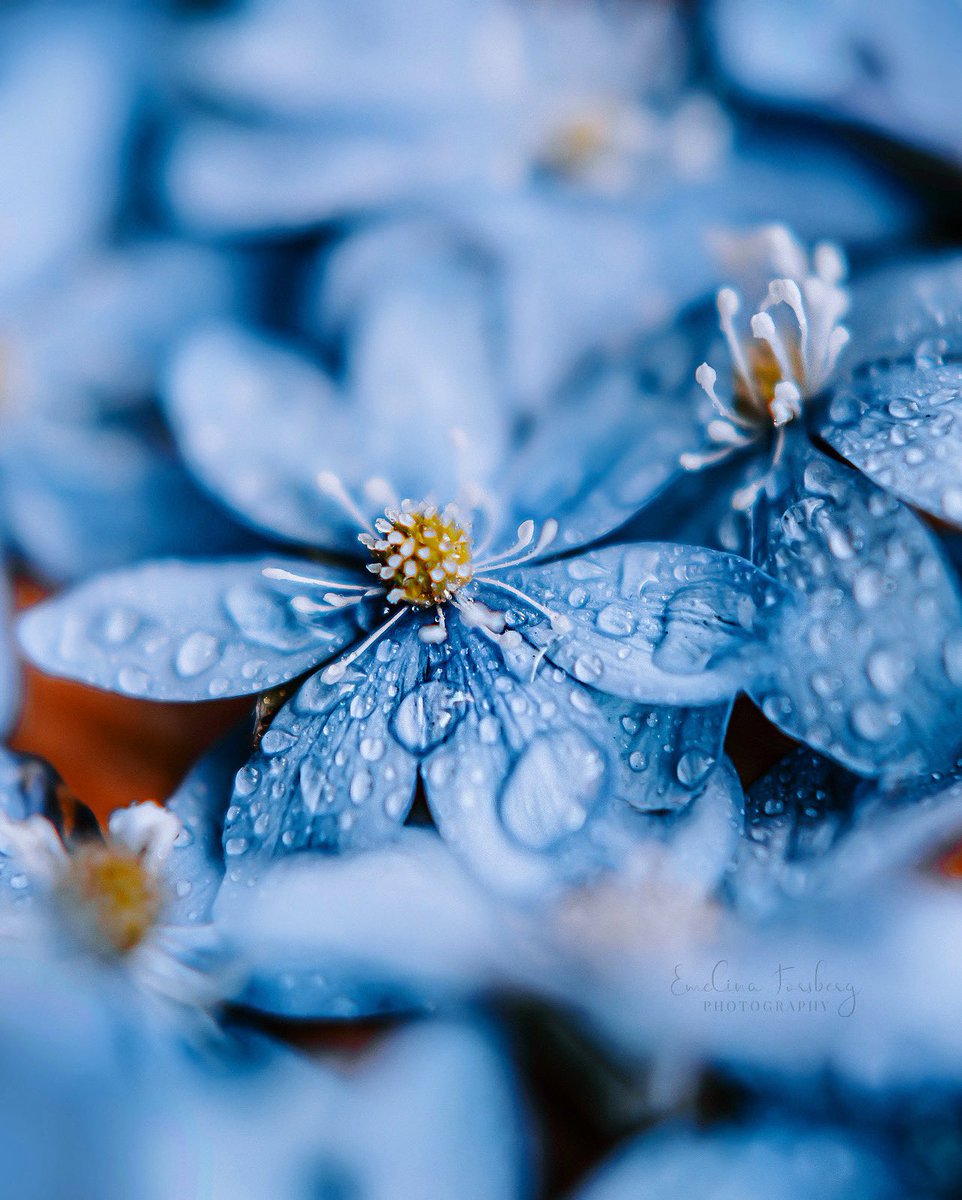 EmelinaPhotos's tweet photo. Hepatica Nobilis 💙 #flowerphotography #NaturePhotography #macro #blue #hepatica https://t.co/nAJv7akKR9