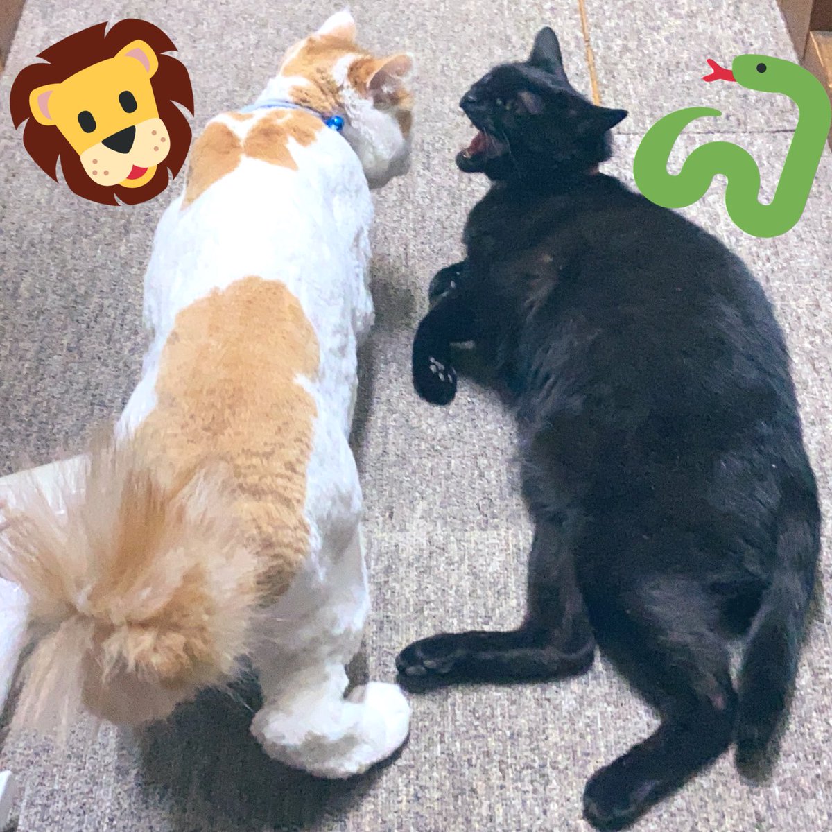 _pomkey's tweet photo. R🐈と数年ぶりの再会( ⸝⸝⸝ᵒ̴̶̷ωᵒ̴̶̷⸝⸝⸝)

尻尾をライオンカットした
R🐈はkey🐈‍⬛に無関心だけど

一方のkey🐈‍⬛は…
激おこww(ꐦ°᷄д°᷅)❗️

#ねこ #猫のいる暮らし #猫 
#cat #blackcat 
#猫好きさんと繋がりたい
#猫がいる暮らし #黒猫
#ノルウェージャンフォレストキャット 
#感動の再開 (？) https://t.co/f3lrATUt1s