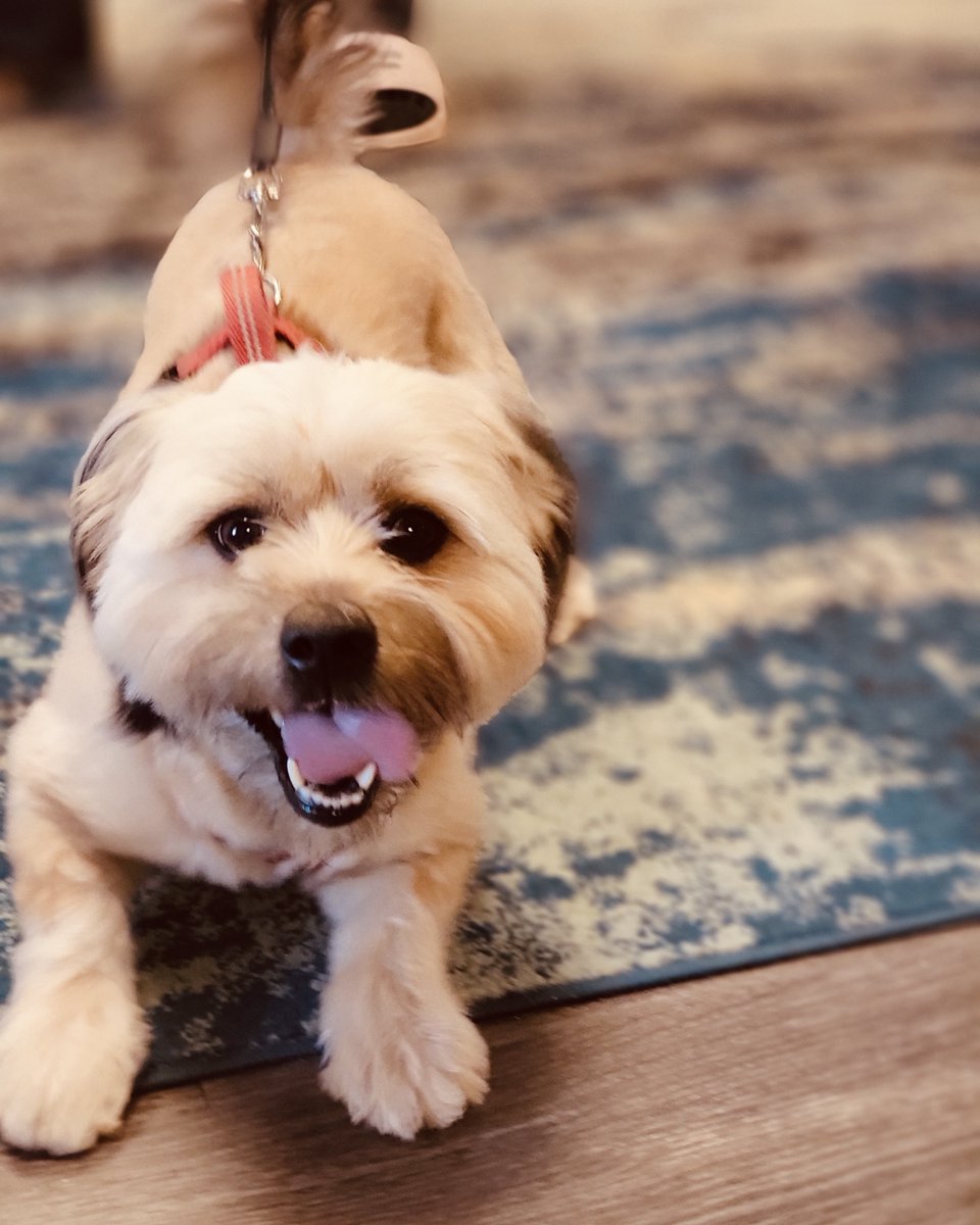 Chartre_Oaks's tweet photo. Stop puppying around! Love where you live. #weloveourfurryresidents #Chartreoaks #FSU #FAMU #TCC https://t.co/Rlnk4uZ5sN