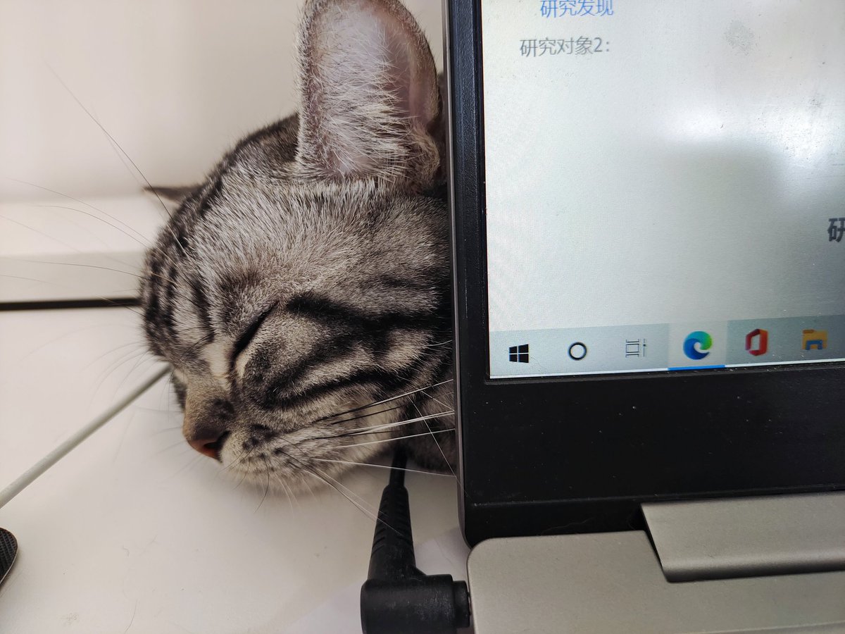 kassydaybyday's tweet photo. 睡得这么香，有没有梦到我？

#CatsOfTwitter #CatsOnTwitter #CuteCats #猫の居る暮らし #猫のいる生活 https://t.co/AAaUdNIwaG
