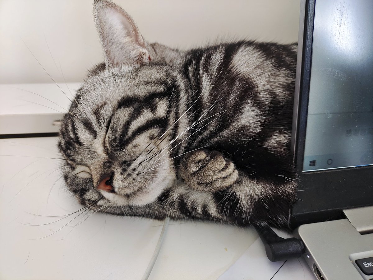 kassydaybyday's tweet photo. 睡得这么香，有没有梦到我？

#CatsOfTwitter #CatsOnTwitter #CuteCats #猫の居る暮らし #猫のいる生活 https://t.co/AAaUdNIwaG