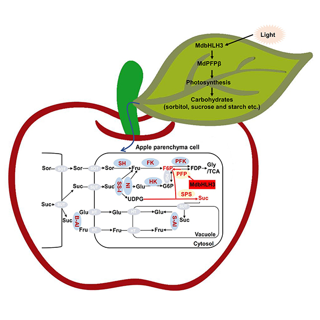 JIPBio's tweet photo. 🍎Today we're all about #apples!🍏
Yu et al. report that MdPFPβ, a pyrophosphate-dependent phosphofructokinase gene, regulates soluble #sugar accumulation by enhancing #photosynthetic performance and sugar-metabolizing enzyme activities. #JIPB #CropSci 
https://t.co/U3Z2viMU2H https://t.co/E4QFlY7BlG