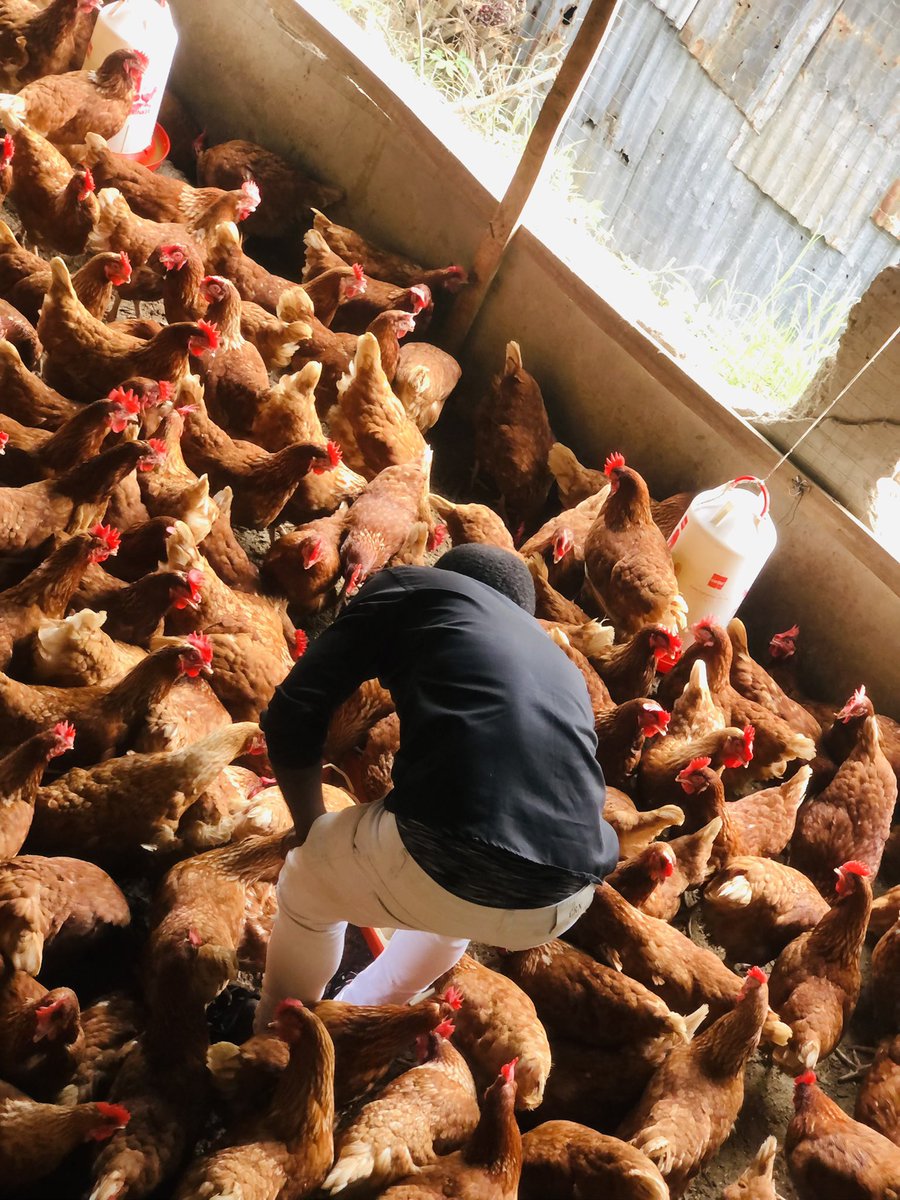 Elie Lomboto🇨🇩🐓 tweet media