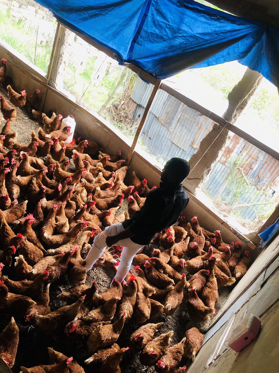 Elie Lomboto🇨🇩🐓 tweet media