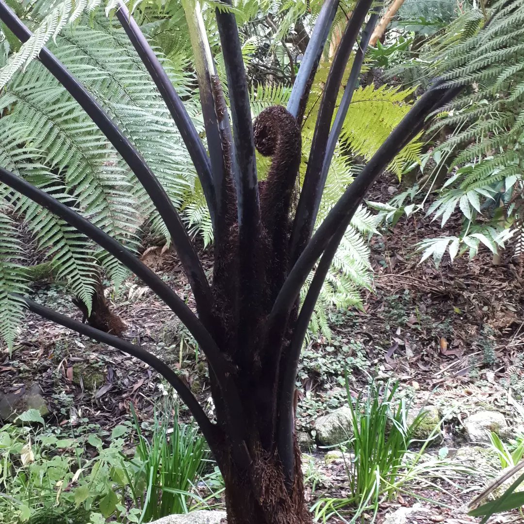 RenateDavieTour's tweet photo. Extraordinary @trebahgarden - plants, birds, views and stories. Fantastic morning out with the group from #cornwalldiscovered on @Hopleyscoaches guided by @BBGuides from #Cornwall.

#cornishgardens #storytelling #bluebadgeguide @DolveanHouseBB @ILoveCornwallUK https://t.co/RV5sMpbJIh