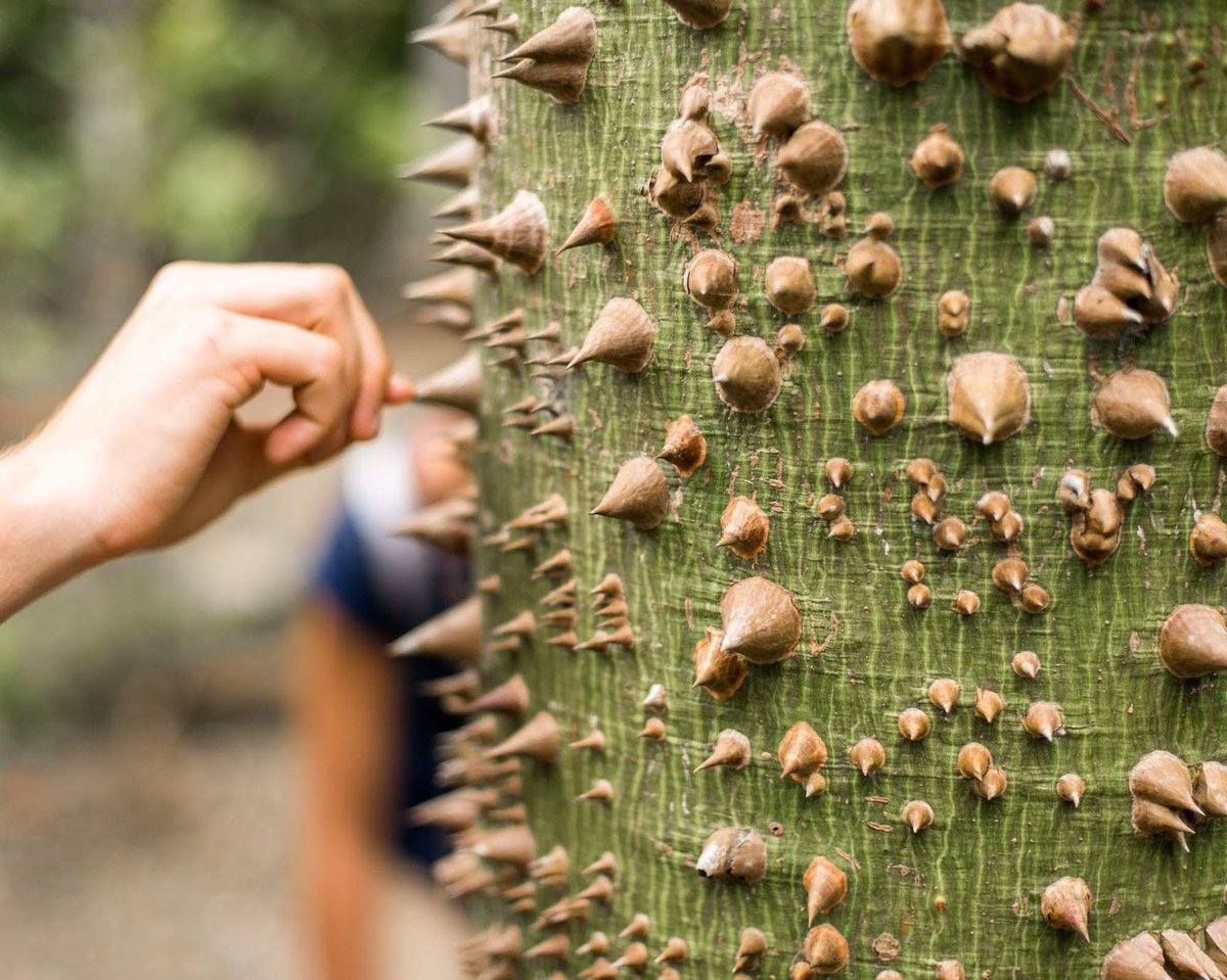 Rutopía | Viajes auténticos por México 🍃 tweet media
