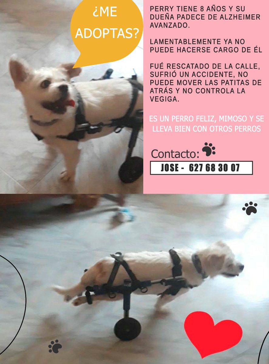 Nos piden ayuda para la #adopcion de Perry.