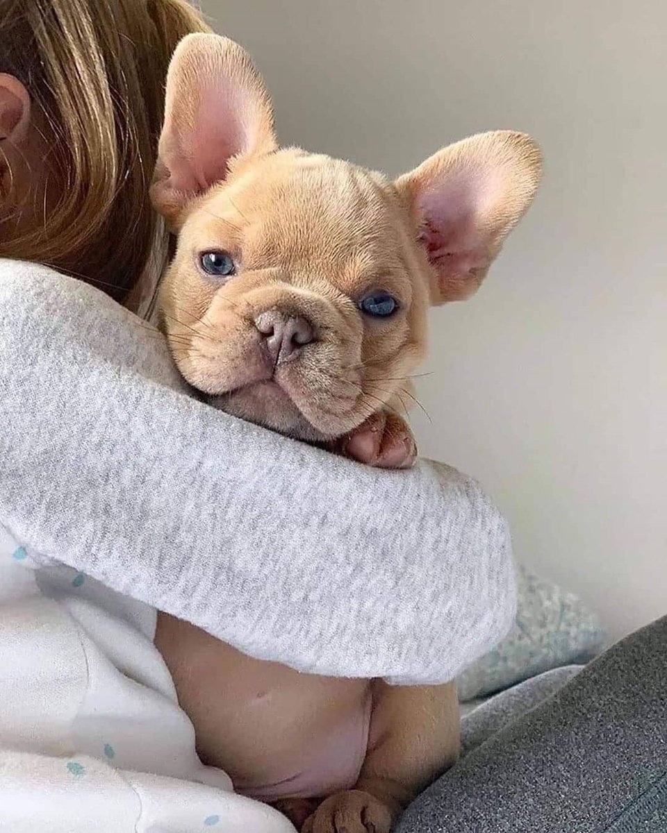💕
#frenchbulldog
