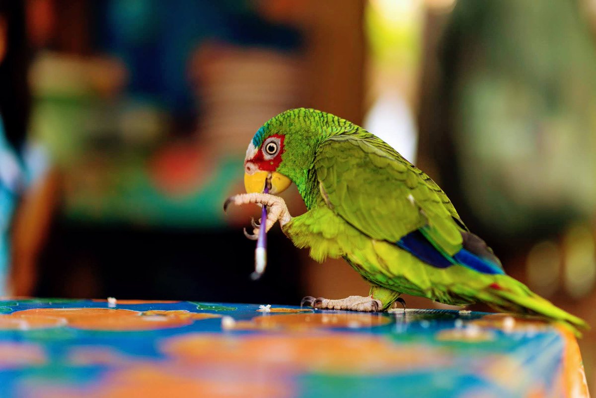 Rutopía | Viajes auténticos por México 🍃 tweet media