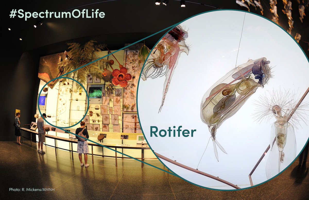 CBC_AMNH's tweet photo. Next in our #SpectrumOfLife exploration is the rotifer! These fascinating microscopic animals can be found across the globe in all sorts of aquatic environments. #DYK? A bdelloid rotifer survived 24,000 years (!) frozen in Siberian permafrost, a process known as cryptobiosis. https://t.co/SlgDxVdKXf