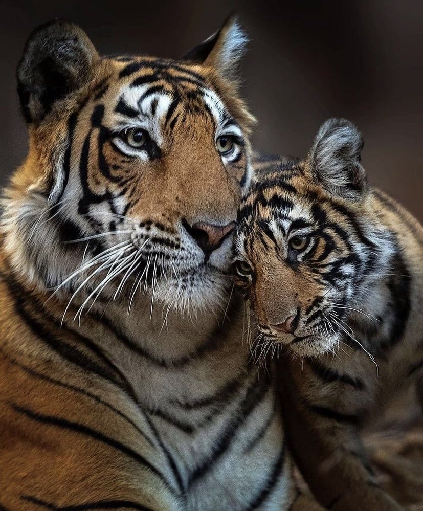 Angie 🐝___11 💙🌹NO DM tweet media