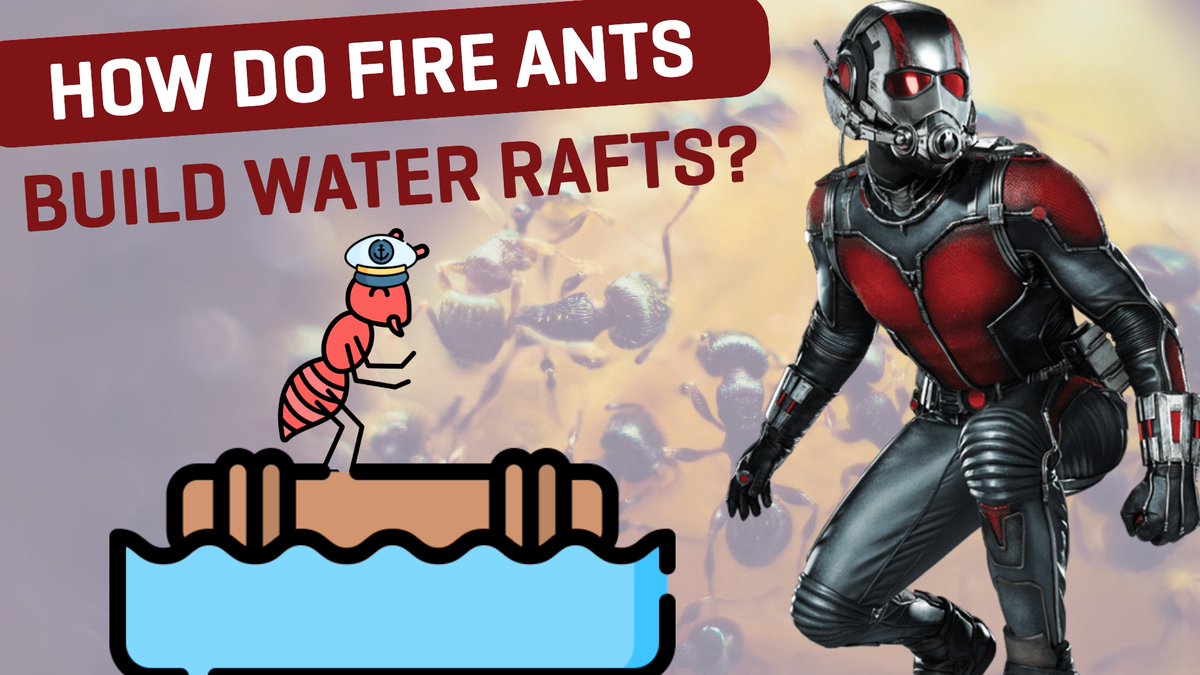 BarryWScience's tweet photo. How do fire ants🐜build the water rafts used by #AntMan in the #MCU? 

Check out my latest #YouTube video which features recent #physics research on the changing structure of #fireant water rafts.

👀 https://t.co/II1OXlnDAO

#scicomm https://t.co/DmI19kAe3O