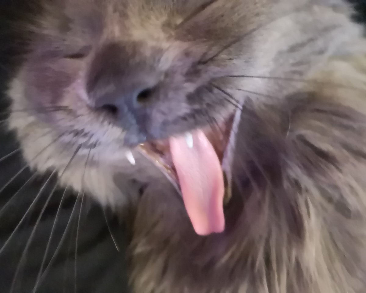 CutestKittyMika's tweet photo. Da cat sneeze https://t.co/9JJkHRnuN0