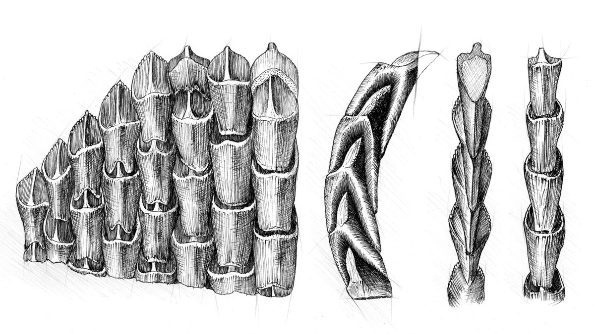 Dinosaur teeth are common fossils due to their durability and abundance. Dinosaurs lost and replaced teeth throughout their lifetimes. How quickly did dinosaur teeth grow?  Art by Julius Csotonyi.