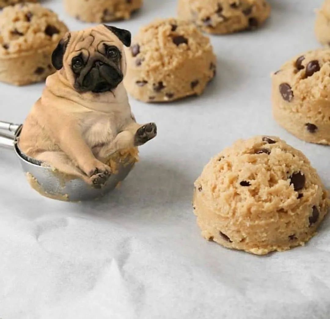 These cookies are suuuper delicious 
Who love this #pug 
#dog #puppy #Pugdoge