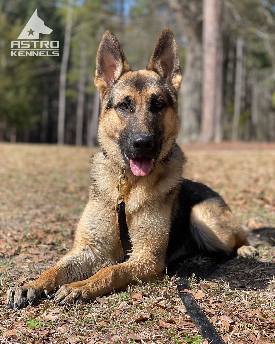 astrokennels's tweet photo. "Life isn't about waiting for the storm to pass. It's about learning to dance in the rain." 

It doesn't matter if it's rain or shine, the dogs always know how to embrace it. Let's all do the same today! 🌦️ #astrodog #leaderofthepack https://t.co/C4qYBJ0Rn3
