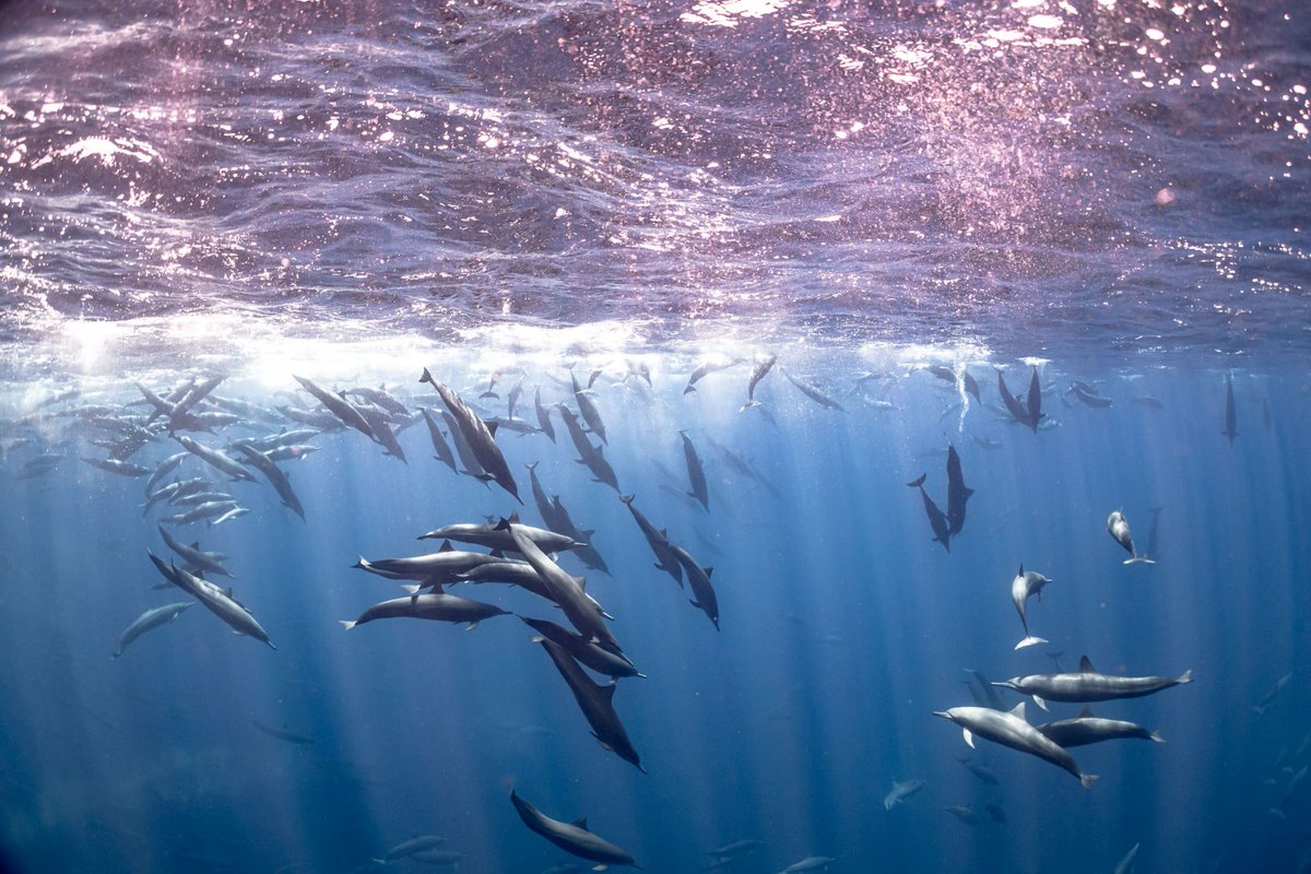 Today even the remotest places in the sea are under threat, as human activity destroys habitats before we have a chance to explore and understand them.
Delegates must adopt a robust and ambitious #HighSeasTreaty at #IGC4 to protect two thirds of our planet.
📸 Henley Spiers