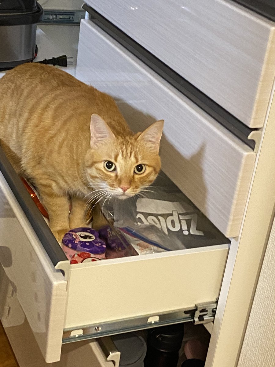 地震のあと あわてて愛猫の安否を確認したらたくましい泥棒猫を発見 したたかな姿に気持ちが和む 非常持ち出しグッズ Togetter