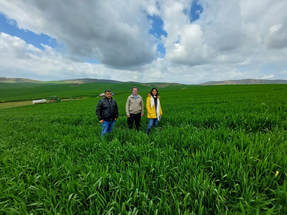 PlantAfrican's tweet photo. Dr. Steve Phillips @IPNInase, Principal Scientist at APNI, in a visit to #INGC's NUTCAT plots in Tunisia. https://t.co/NGef4qWHVR