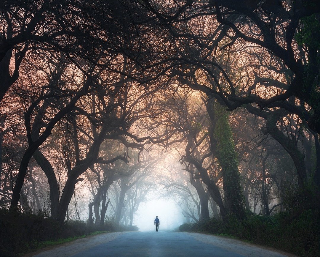 gm!

For the love of trees, share your tree photos.  

#NFTCommunity #NFTartist #nftphotography