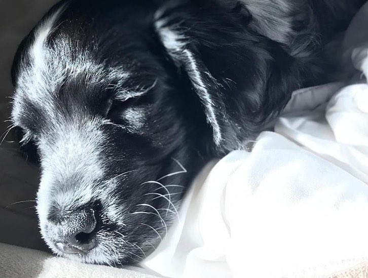 AdventureCocker's tweet photo. now and then, he is my world ❤️🥺 #DogsofTwittter #dogs #dogsofinstagram #canada #britishcolumbia #puppylove #englishcocker #GoodMorningTwitterWorld https://t.co/Lvado2Xzt3