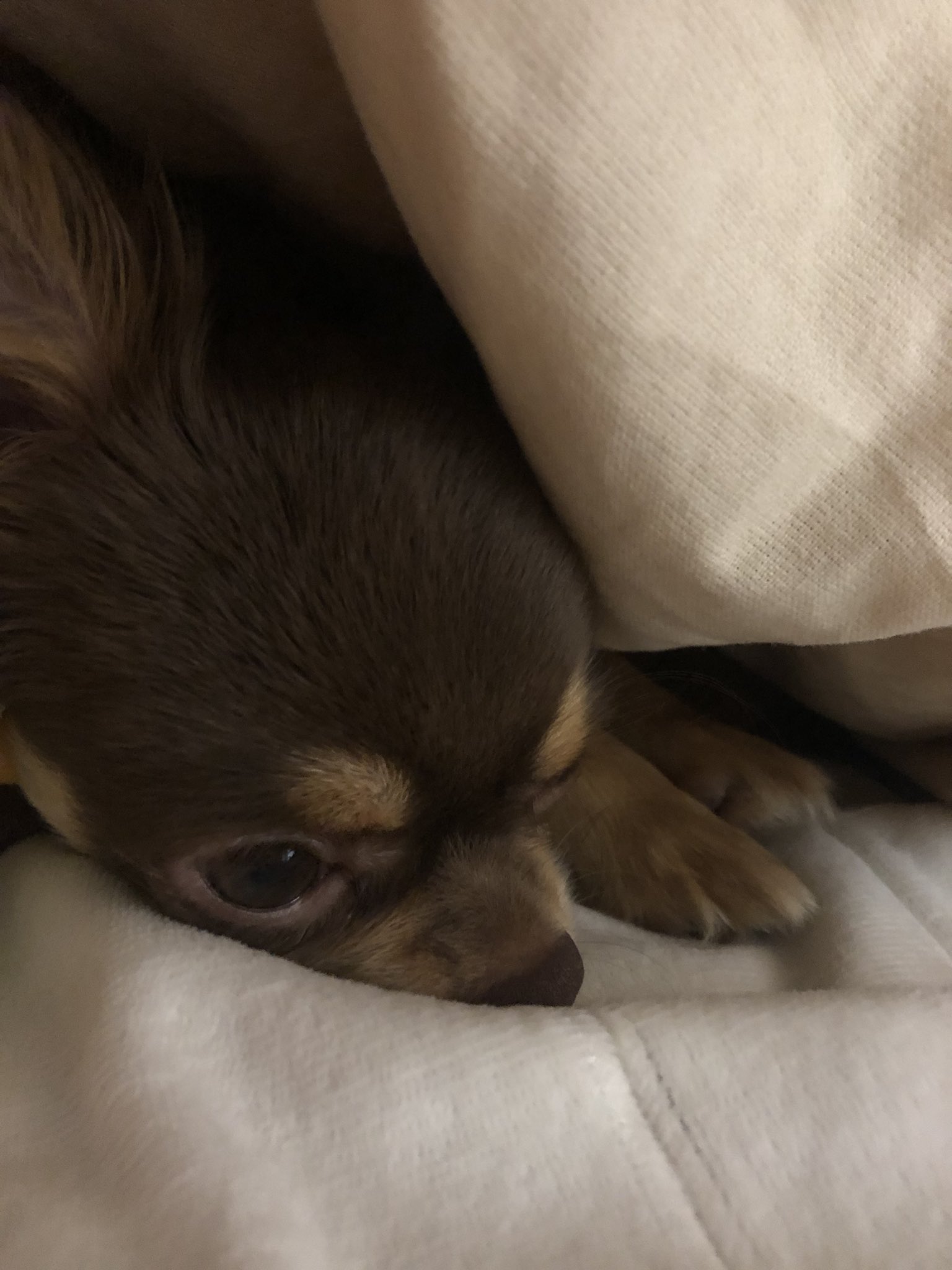 もぎーのあるじ Mjmjsksk1 Twitter