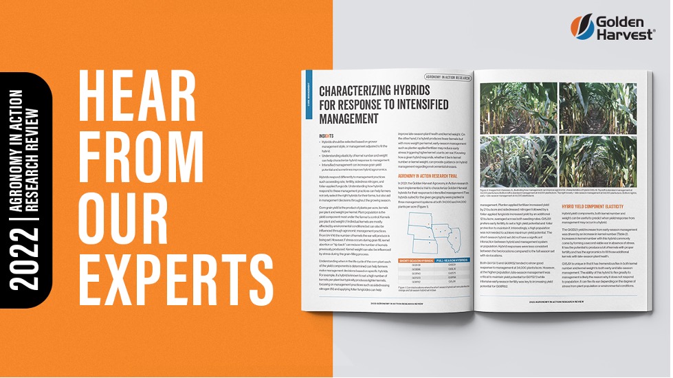 Golden Harvest Seeds tweet media