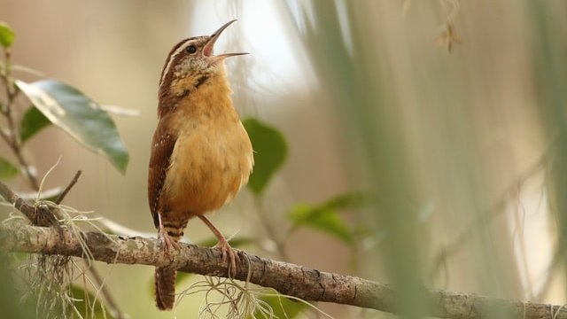CuCo_Group's tweet photo. 5 days left to apply for our *fully funded* PhD project on comparative #culturalevolution in bird song, involving fieldwork in Scandinavia/Japan &amp; a #citizenscience project! See https://t.co/mIVyvIMAJe #CulturalEvoJobs https://t.co/Kg2JYcwVDl