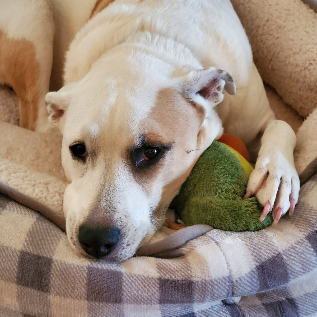 RubyDawgOffcial's tweet image. Ah luv mah nu bed n mah abokatho toy. Dis nu howss werks fur mee.
#Rubydawg #newhouse #newtoy #NewProfilePic #DogsofTwittter #dogcelebration #DogsAreFamily #doggo