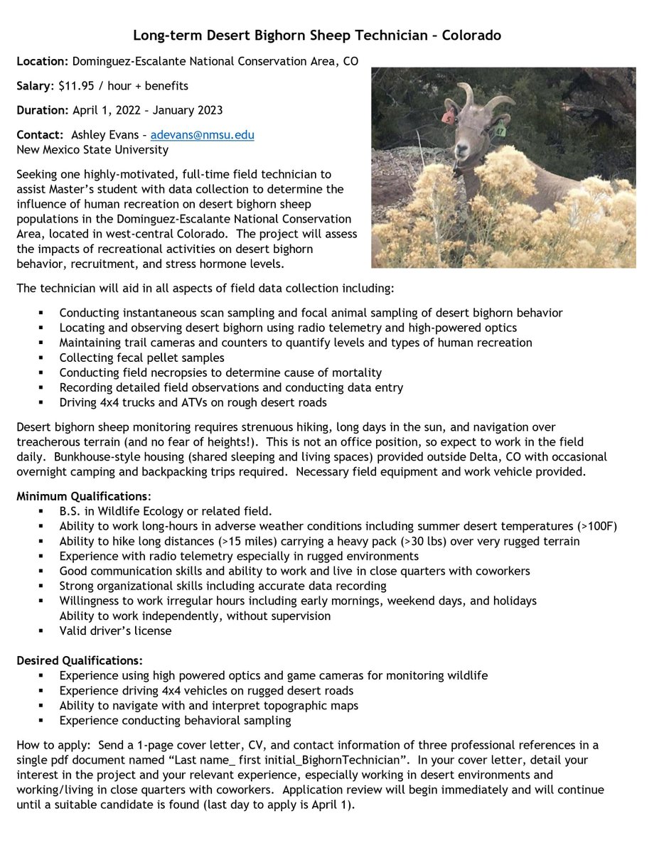 mammaldreams's tweet photo. Job Alert! Excellent opportunity to work with desert bighorn sheep on a really cool master's project. Sharing for a twitterless lab friend. Please RT and share widely! https://t.co/vPLjnBesr7