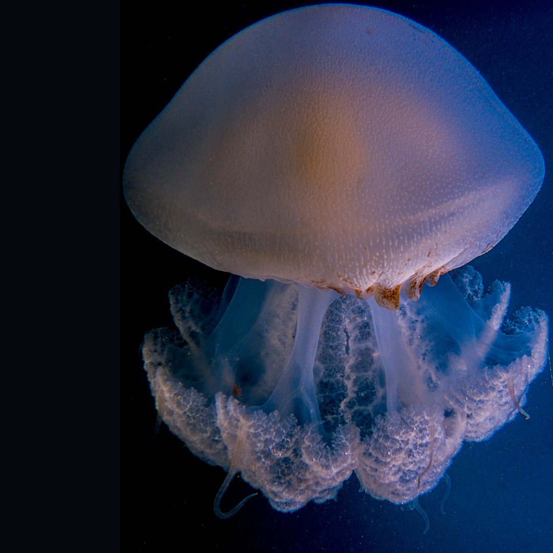 Peld Tams tweet media